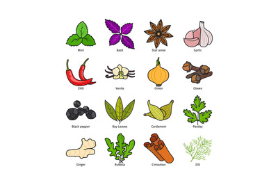 Herbs and spices vector