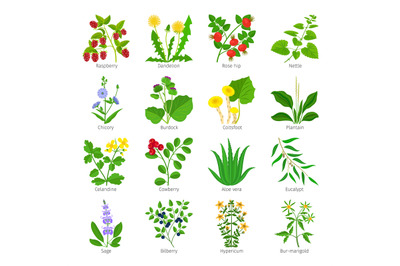 Aromatherapy medical herbs and flowers