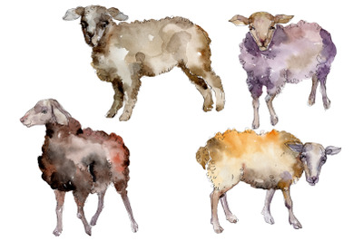 Agriculture: sheep, ram Watercolor png