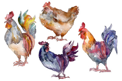 Agriculture: cock, hen Watercolor png