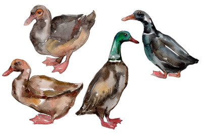 Farm animals: ducks Watercolor png