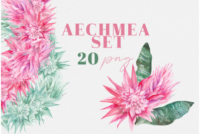 Aechmea - watercolor tropical flowers set