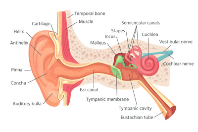 Human ear anatomy. Ears inner structure, organ of hearing vector illus