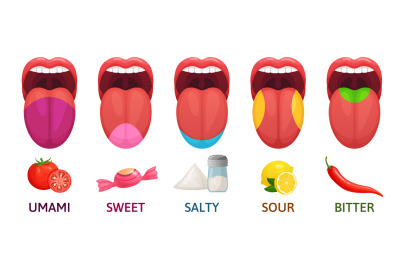 Tongue taste areas. Sweet, bitter and salty tastes. Umami and sour tas