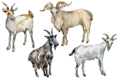 Agriculture: goat Watercolor png