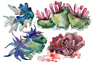 Corals for happiness watercolor png