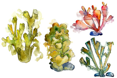 Corals Seafood Watercolor png