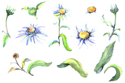 Daisy/chamomile Watercolor png