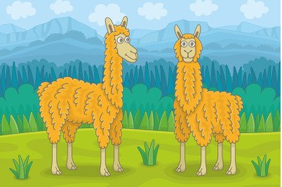 Two llamas