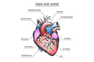 Human Heart Anatomy Vector Illustration