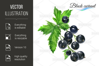 Watercolor black currant