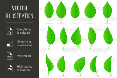 Various types and shapes of green leaves