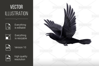 Black raven on white background