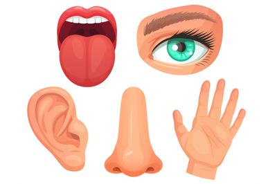 Cartoon sensory organs. Senses organs, eyes vision, nose smell, tongue