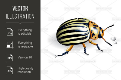 The Colorado potato beetle