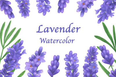 Lavender Watercolor. Flowers Lavender. Lavender Provence pattern