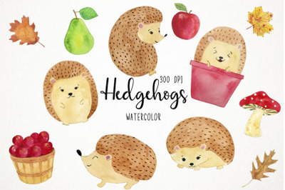 Watercolor Hedgehogs Clipart, Hedgehogs Clip Art