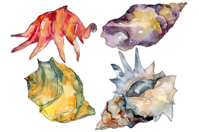 Shells Watercolor png