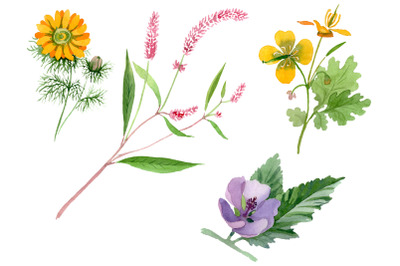 Herbals Watercolor png