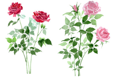 Bush of Roses pink and red Watercolor png