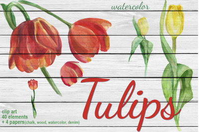 Watercolor Tulips Clip art