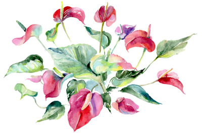 Spathiphyllum red Watercolor png