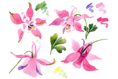 Red aquilegia watercolor png