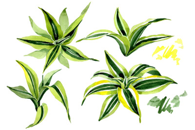 Dracena Watercolor png