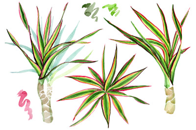 Dracaena maraginata tricolor Watercolor png