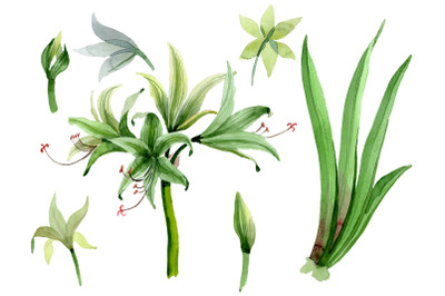 Amarilis watercolor png