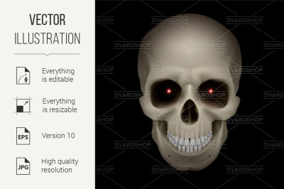 Human skull