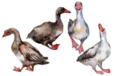 Farm animals: geese Watercolor png