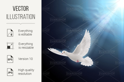 White dove in sunlight