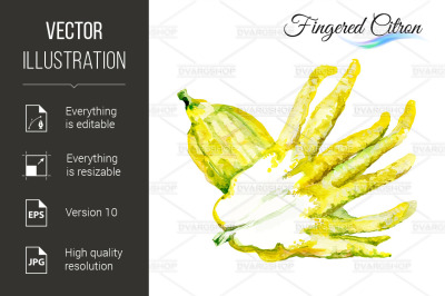 Fingered citron