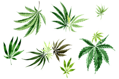 Leaves hemp plant watercolor png