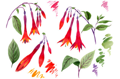 Orange-red Fuchsia watercolor png