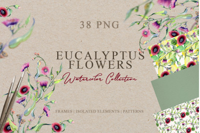 Eucalyptus flowers Watercolor png