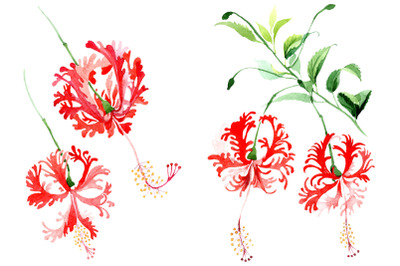 Hibiscus schizopetalon red Watercolor png