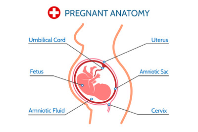 Pregnancy anatomy medical illustration