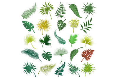 Palm exotic leaves set