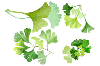 Ginkgo biloba plain green watercolor png