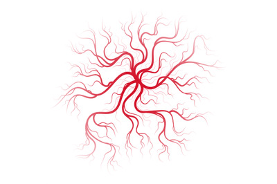 Human blood veins