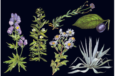 Retro botanical plants illustrations set