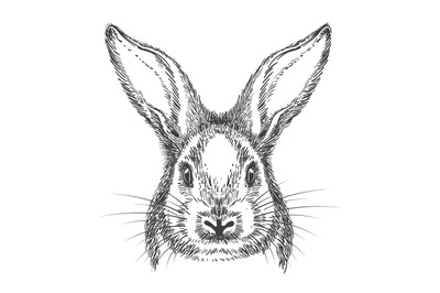 Vintage hand drawn bunny face sketch