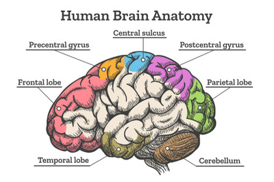 Human brain anatomy diagram