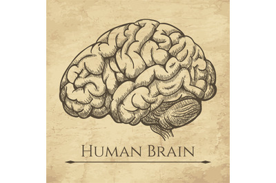 Brain retro anatomic etching
