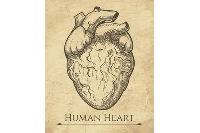 Human heart retro sketch