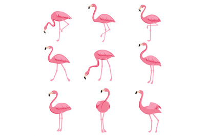 Cartoon pink flamingo vector set. Cute flamingos collection