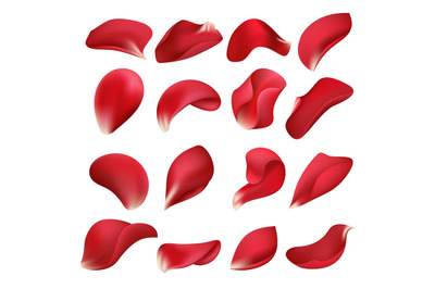 Realistic red rose flower petals isolated on white background vector s