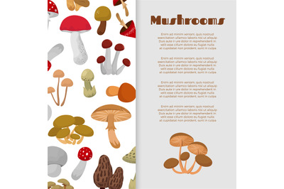 Fresh autumn mushrooms and toadstools